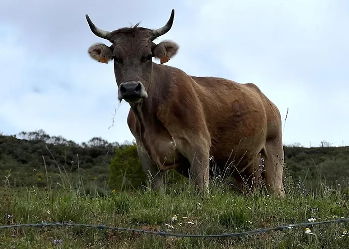 Chalet Casa Cachucho Cabezon de Liebana
